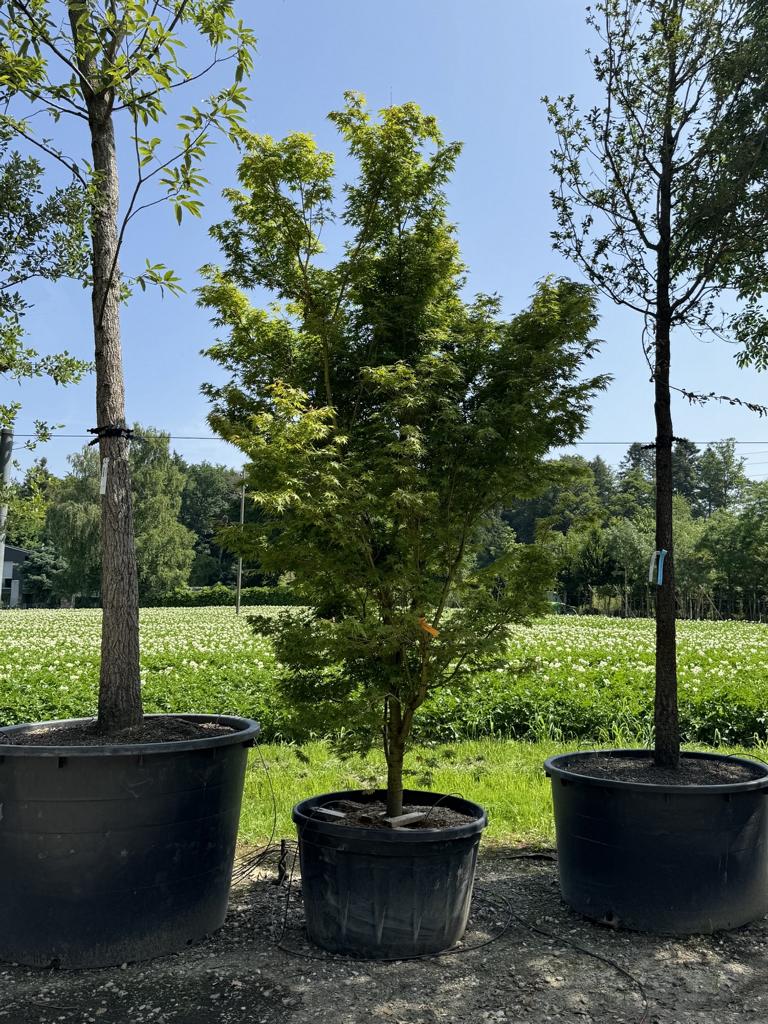 Acer palmatum 'Sangokaku'