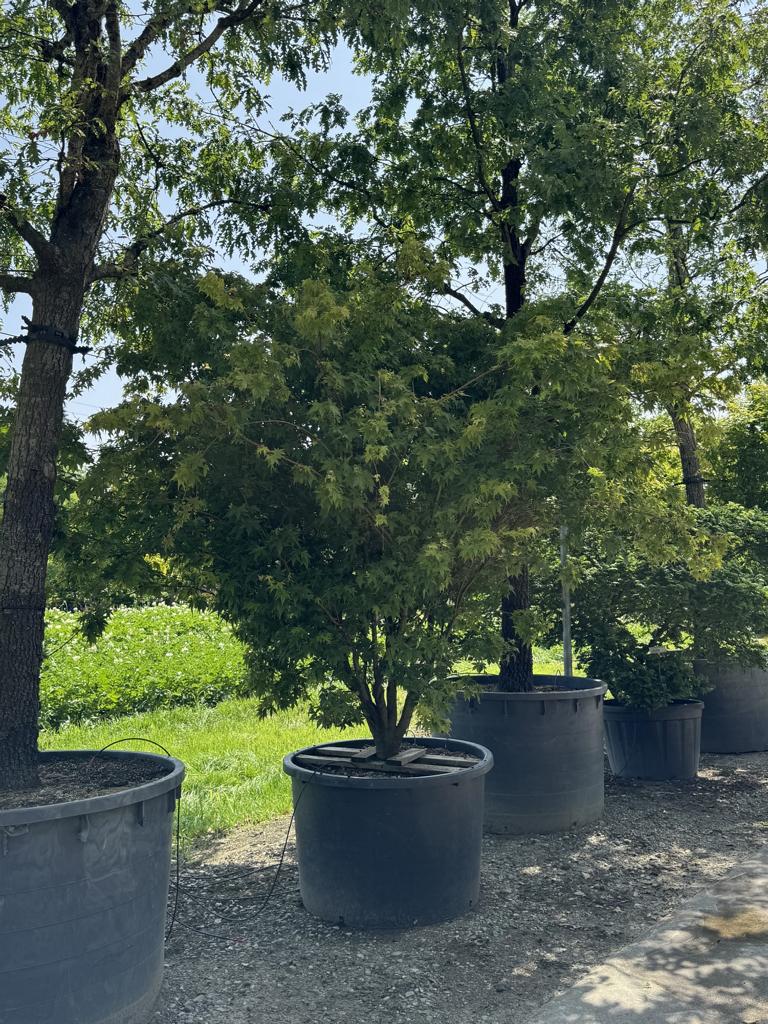 Acer palmatum 'Sangokaku'