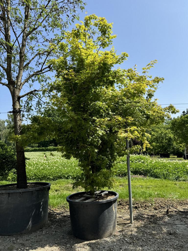 Acer palmatum 'Sangokaku'