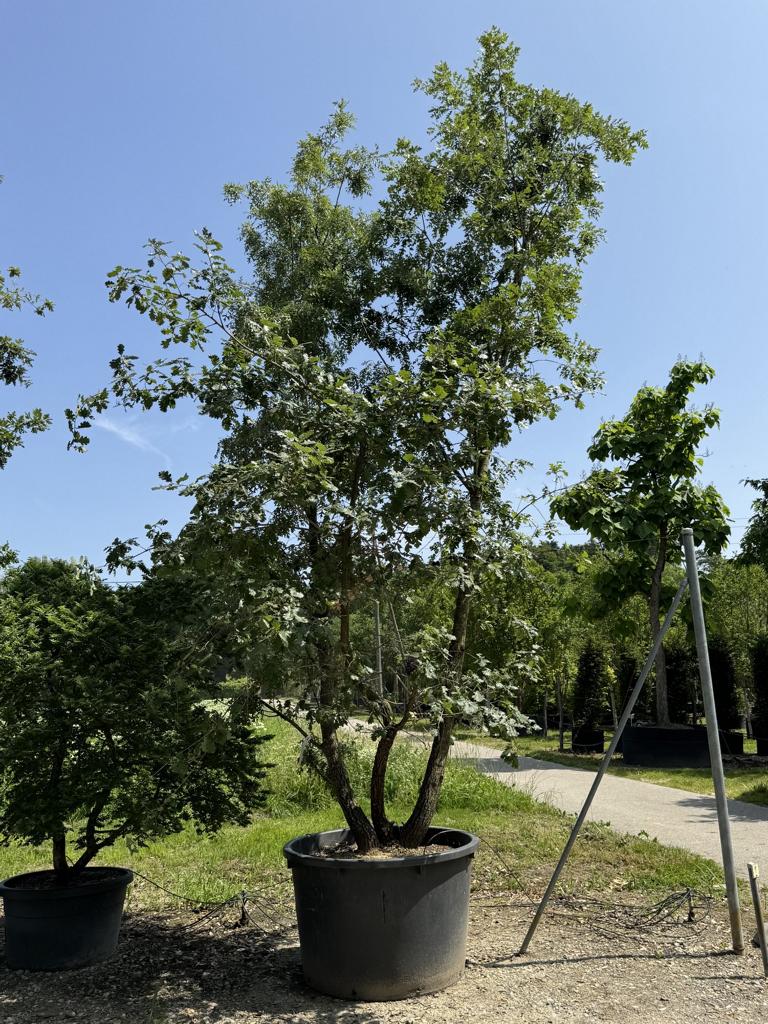Quercus cerris