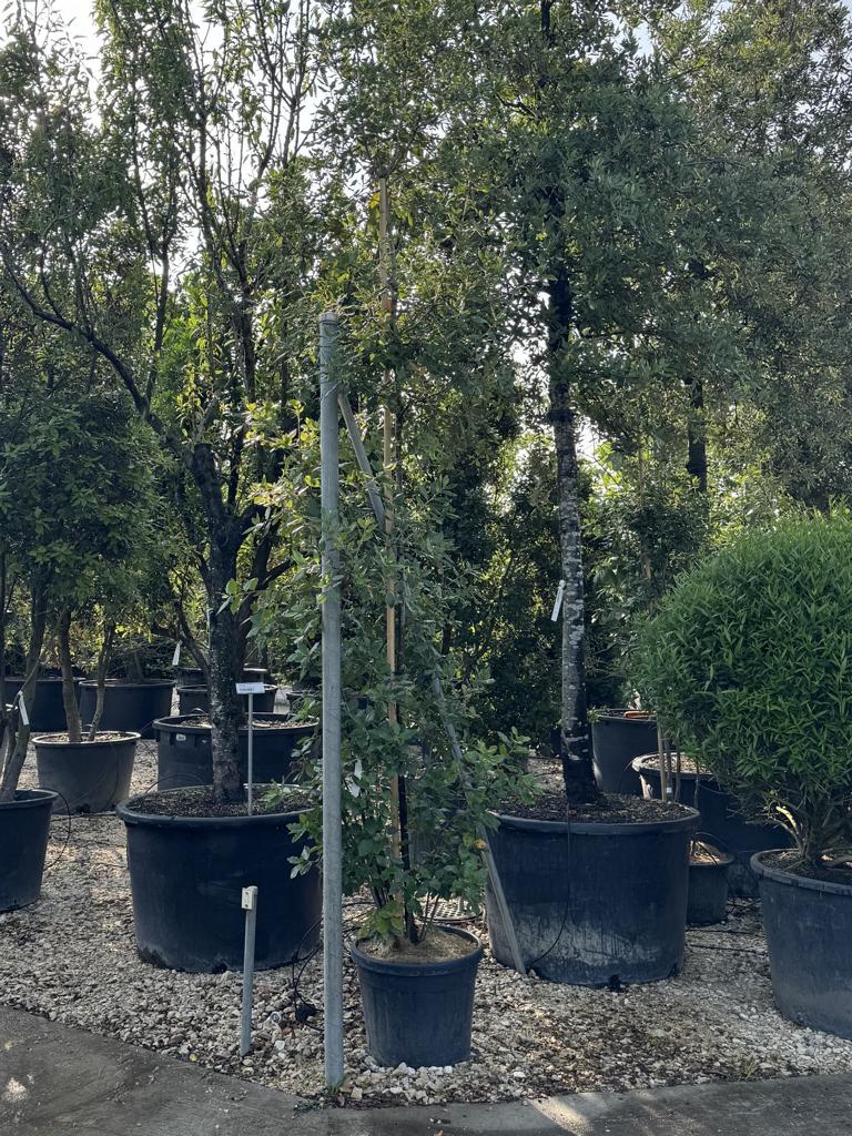 Quercus ilex
