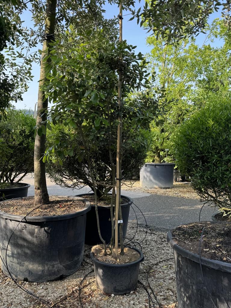Quercus ilex