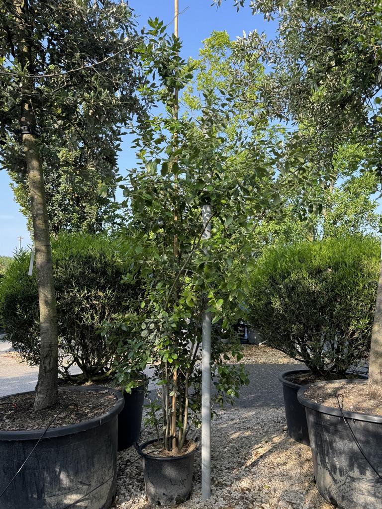 Quercus ilex