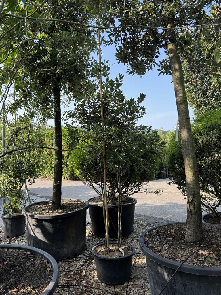 Quercus ilex