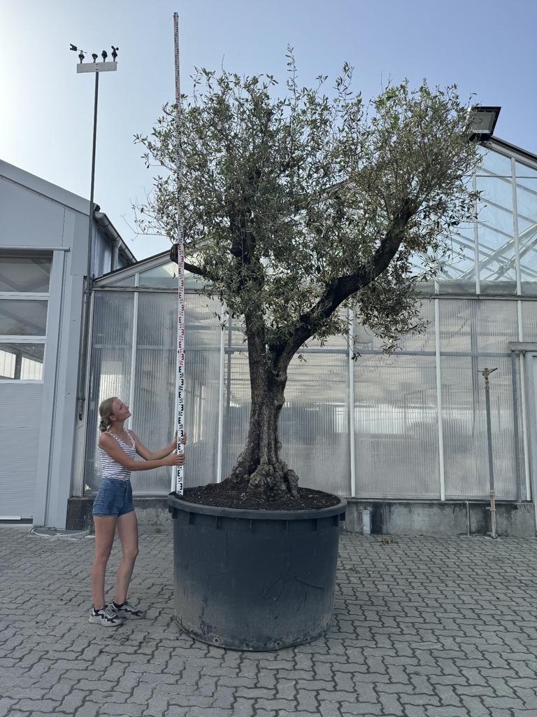 Olea europaea