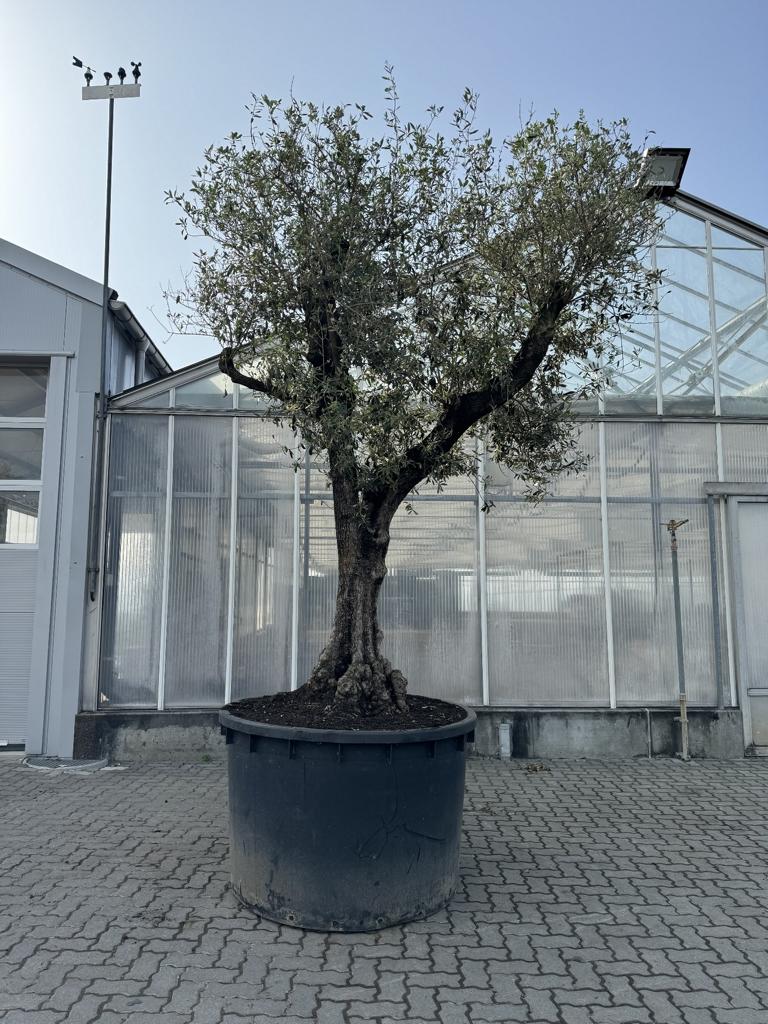Olea europaea