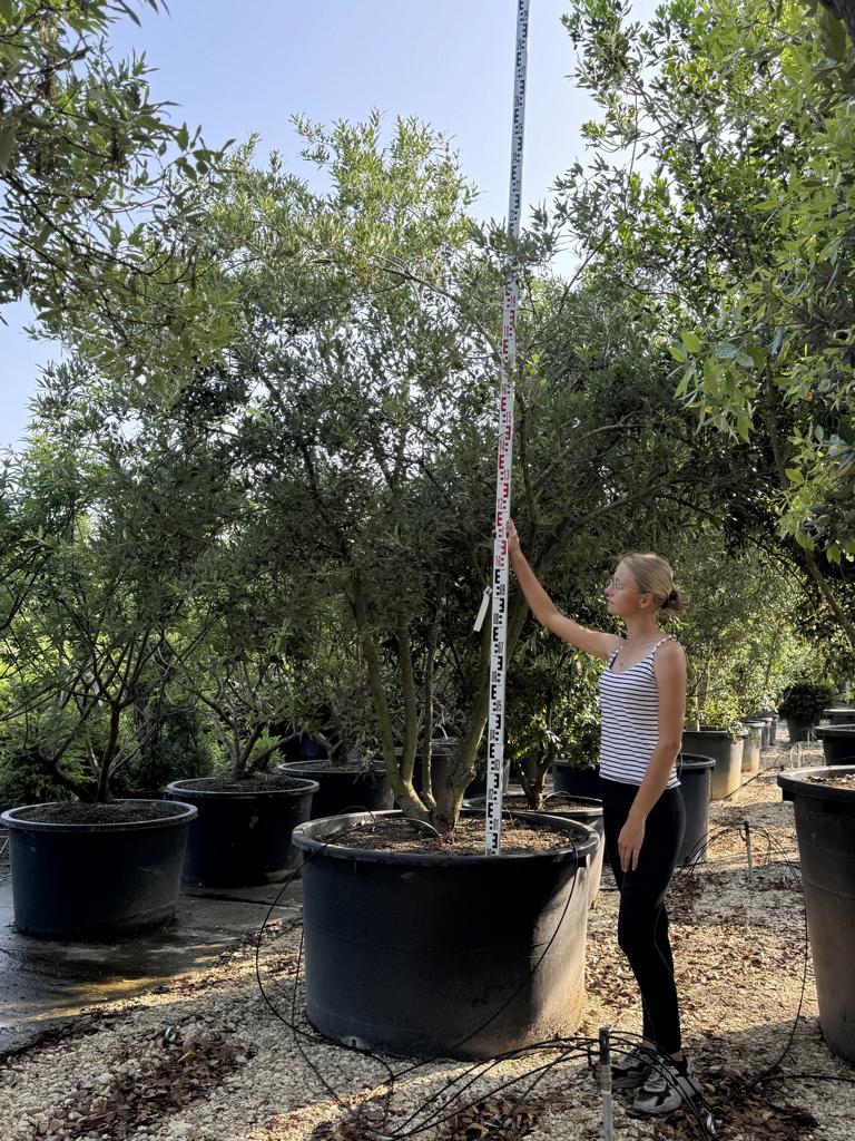 Quercus hispanica (x) 'Waasland'