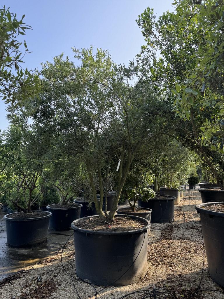 Quercus hispanica (x) 'Waasland'