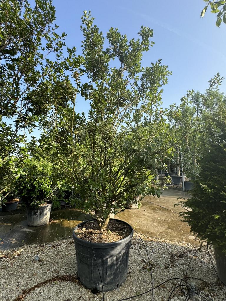 Quercus coccifera