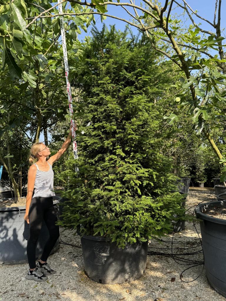 Taxus baccata