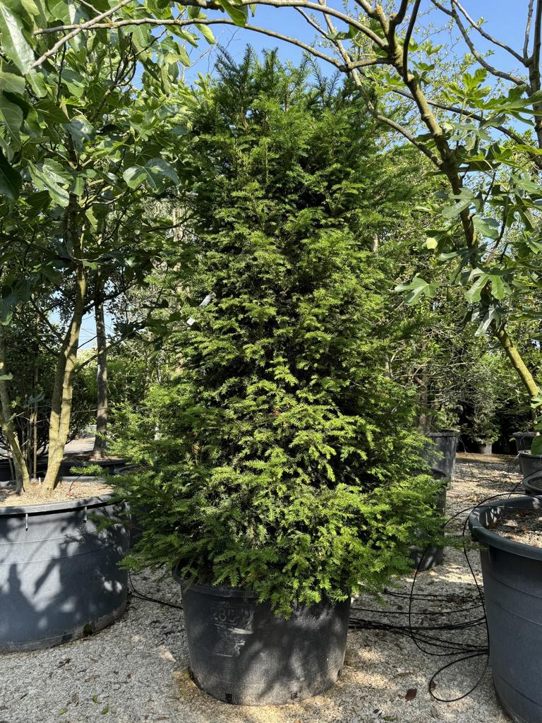 Taxus baccata