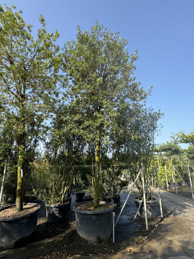 Quercus ilex