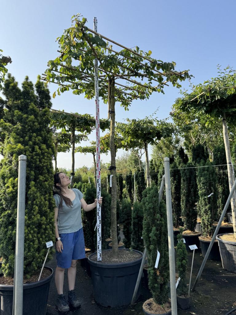 Parrotia persica Schirmform