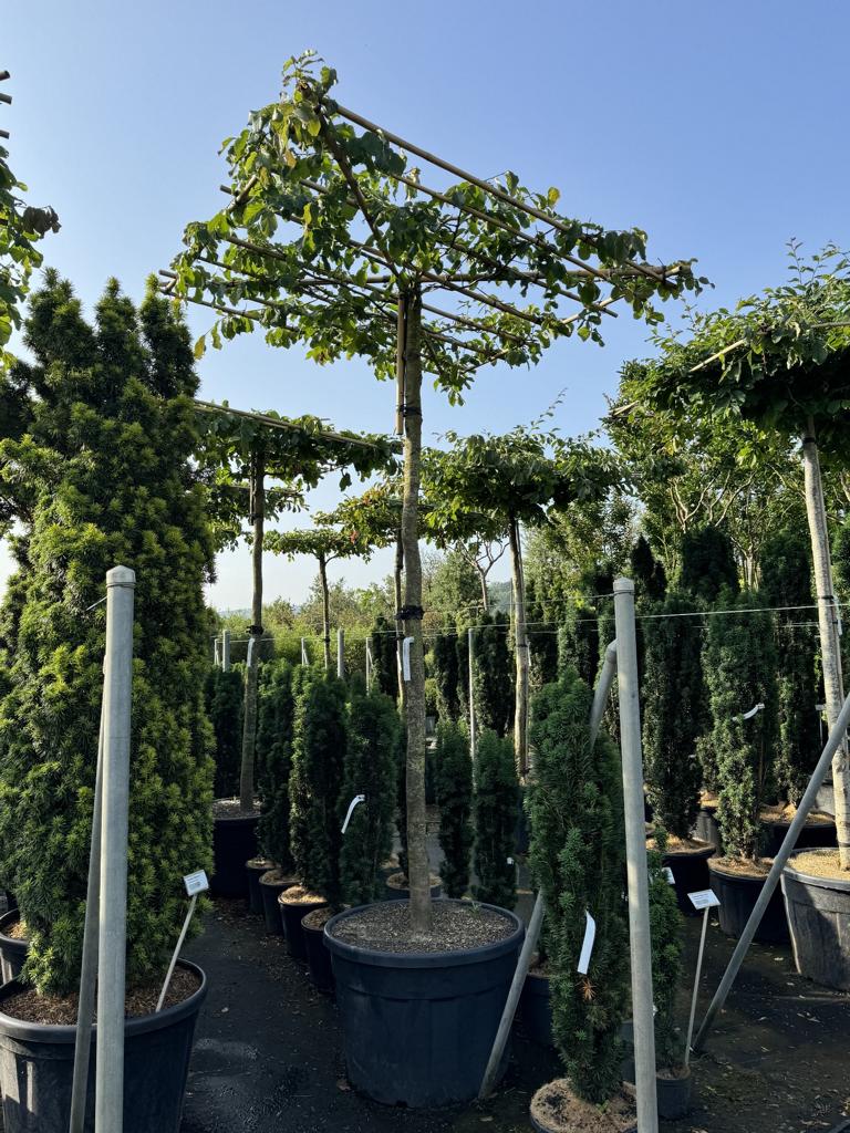 Parrotia persica Schirmform