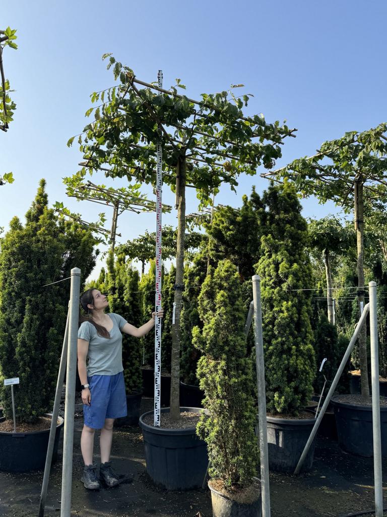 Parrotia persica Schirmform