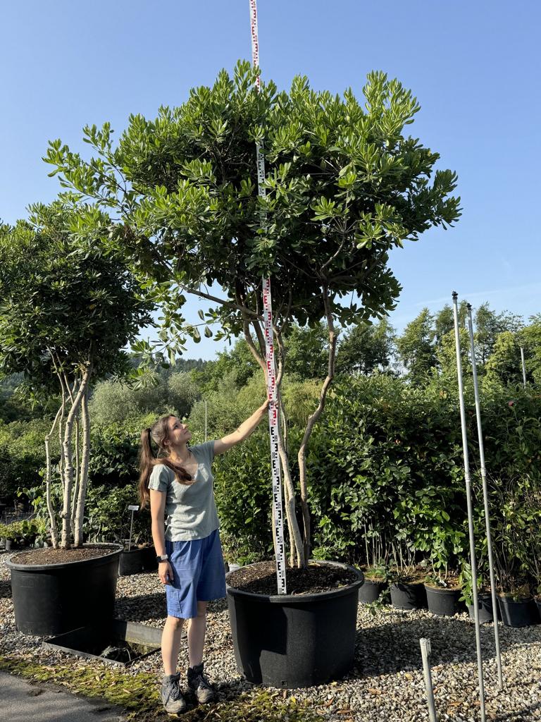Pittosporum tobira Schirmform