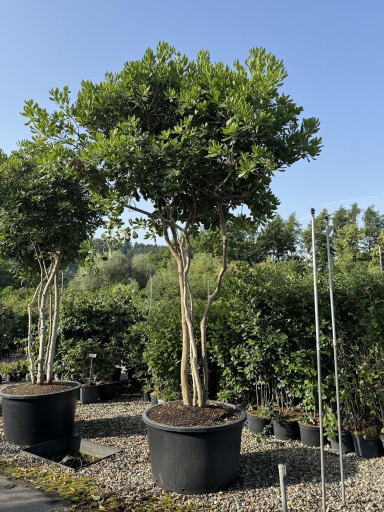 Pittosporum tobira Schirmform
