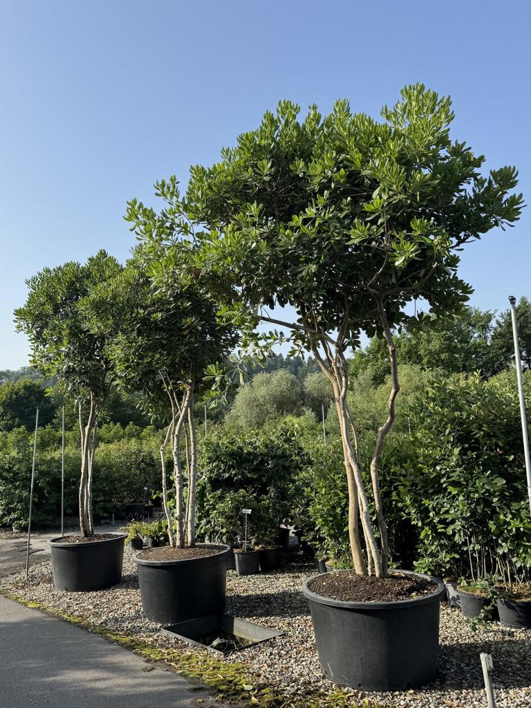 Pittosporum tobira Schirmform