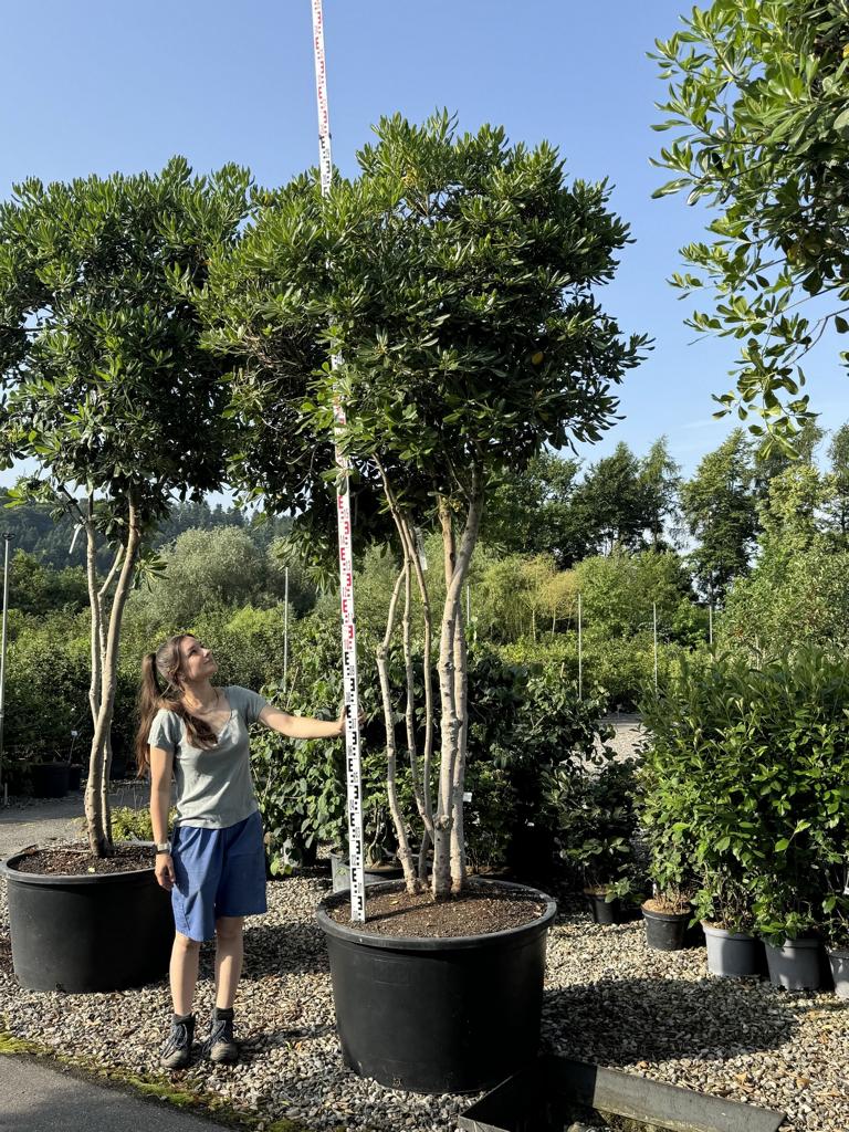 Pittosporum tobira Schirmform