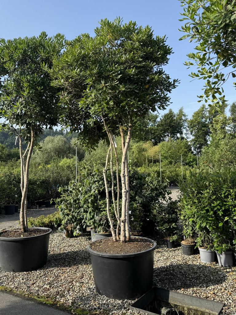 Pittosporum tobira Schirmform