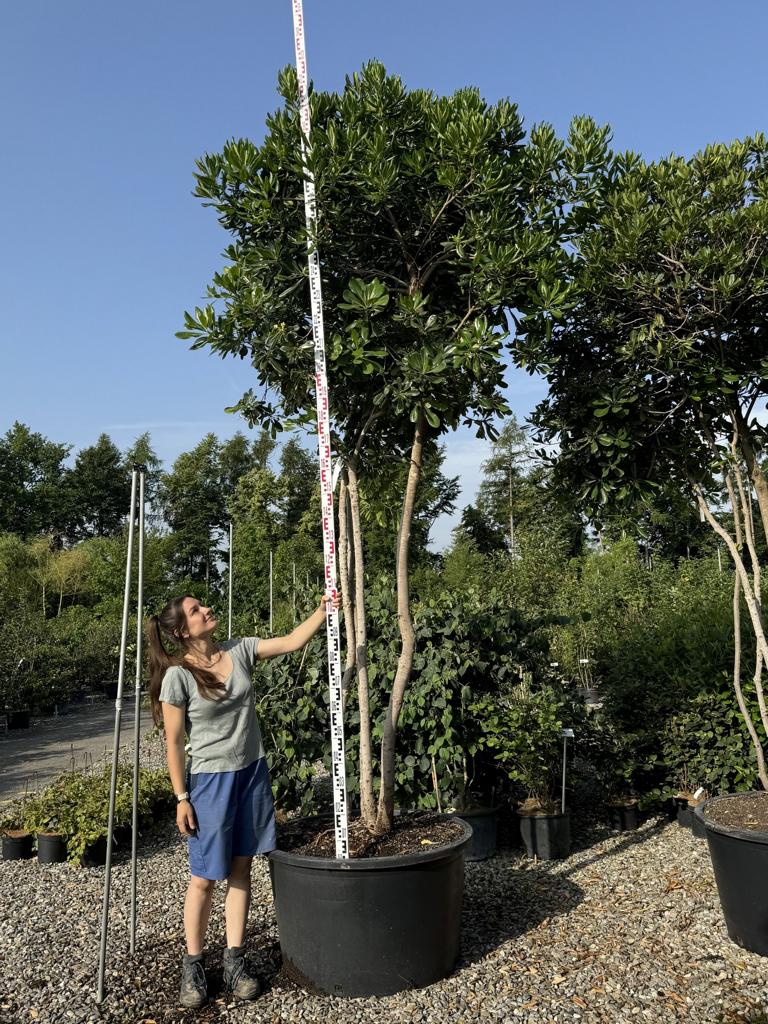 Pittosporum tobira Schirmform