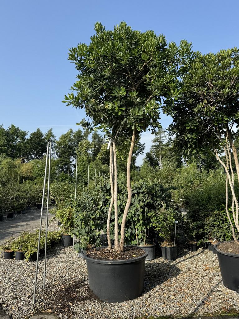 Pittosporum tobira Schirmform