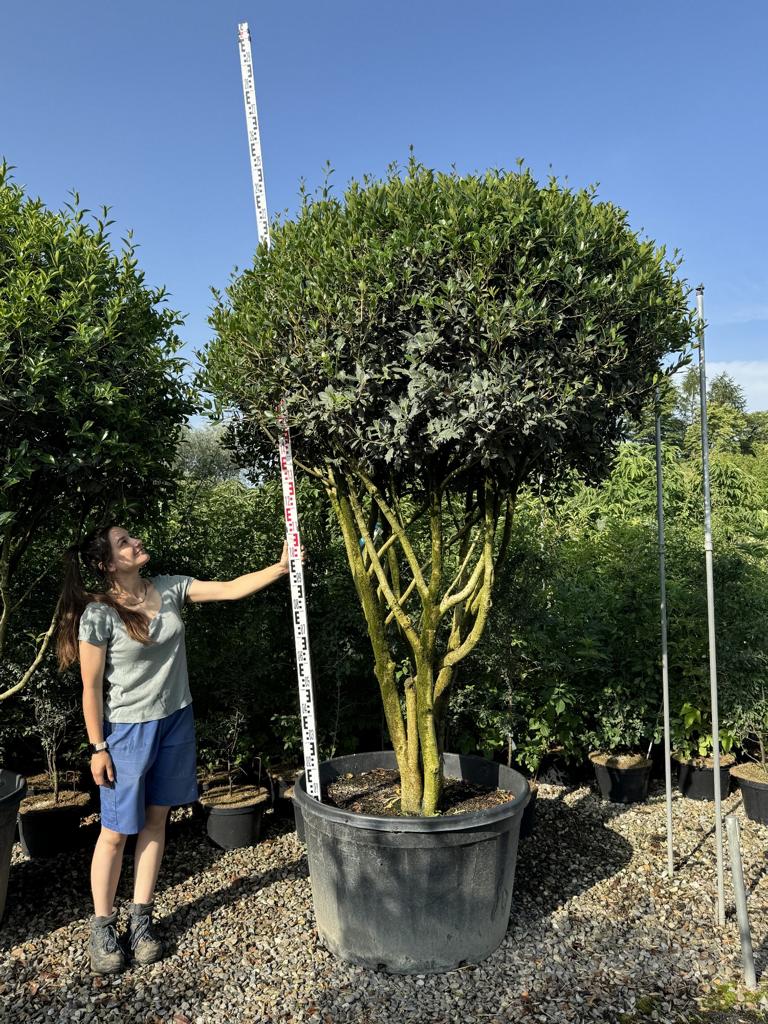 Osmanthus heterophyllus Schirmform