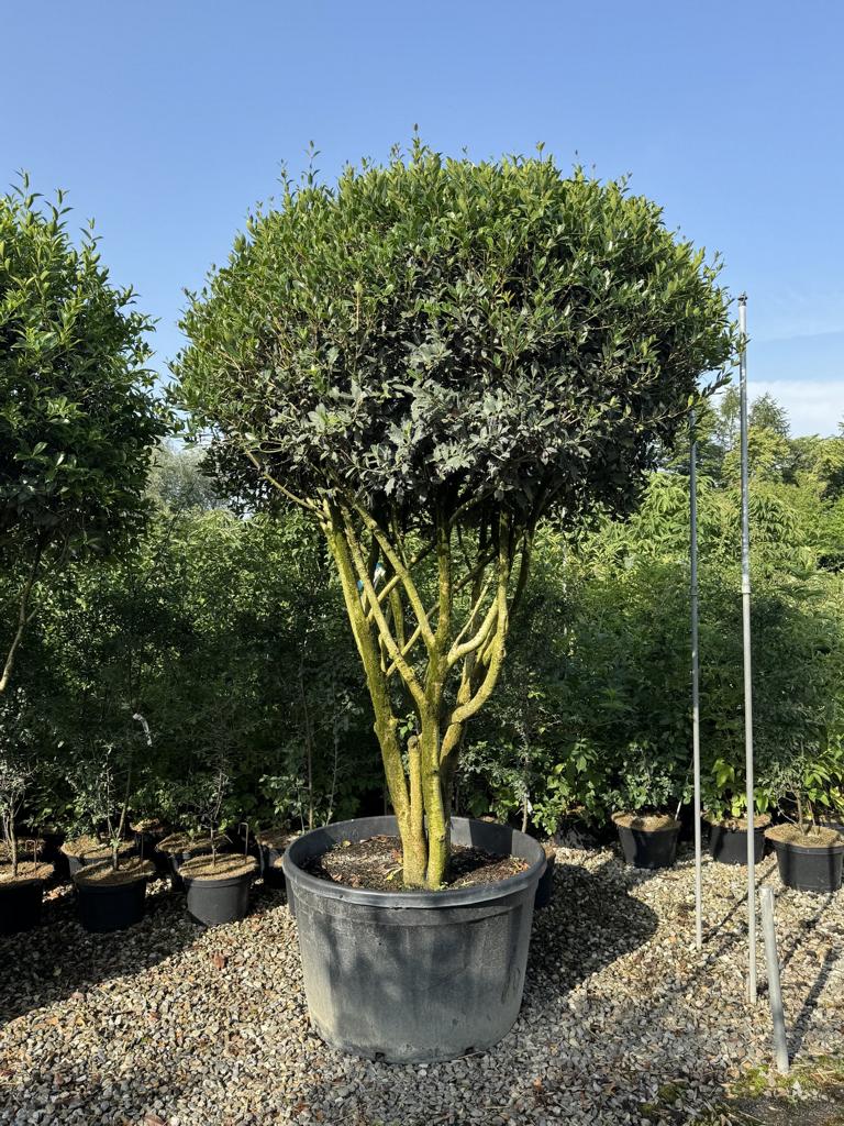 Osmanthus heterophyllus Schirmform