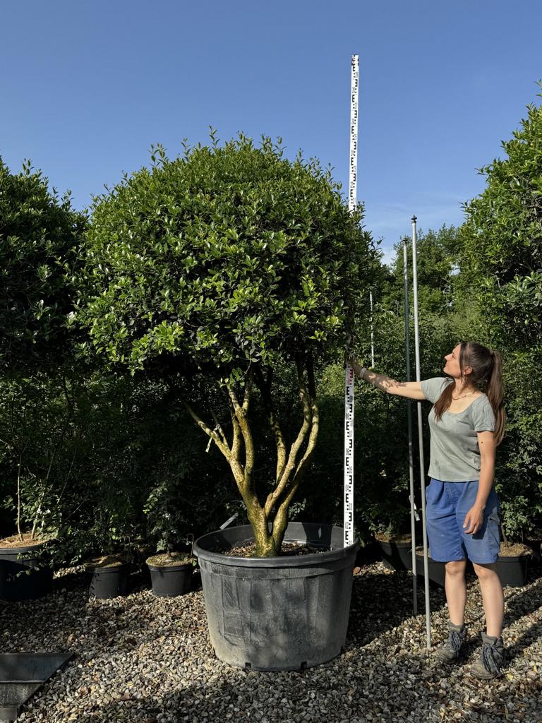 Osmanthus heterophyllus Schirmform