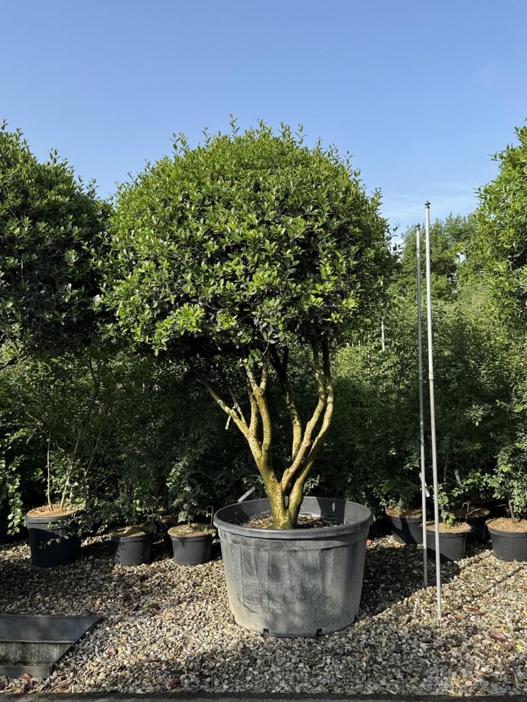 Osmanthus heterophyllus Schirmform