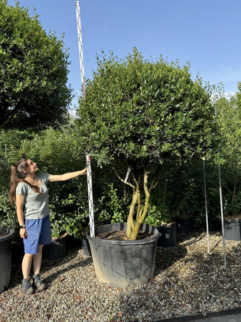 Osmanthus heterophyllus Schirmform