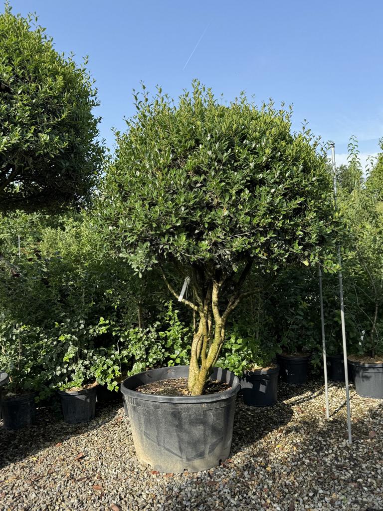 Osmanthus heterophyllus Schirmform