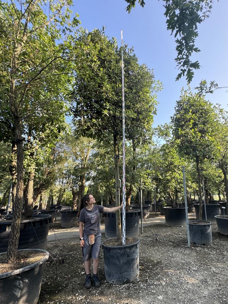 Quercus ilex Spalierform