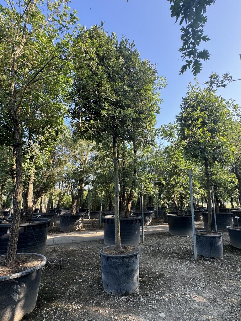 Quercus ilex Spalierform