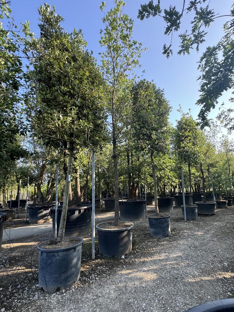 Quercus ilex Spalierform