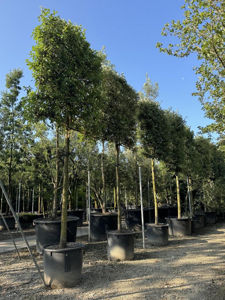 Quercus ilex Spalierform