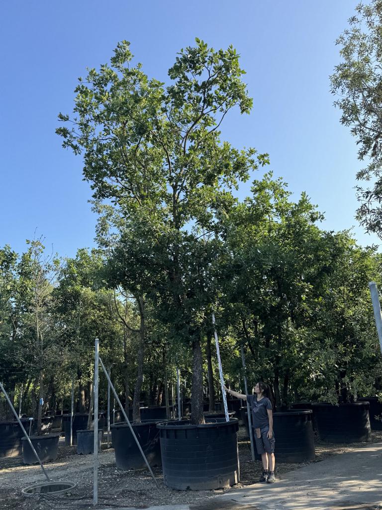 Quercus pubescens