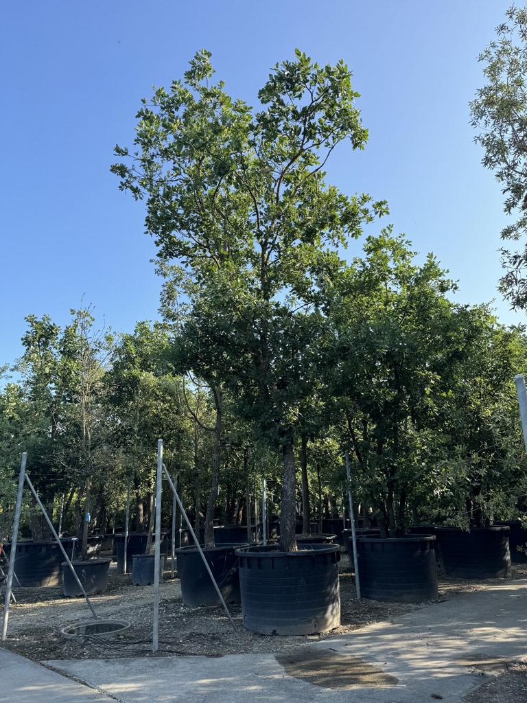 Quercus pubescens