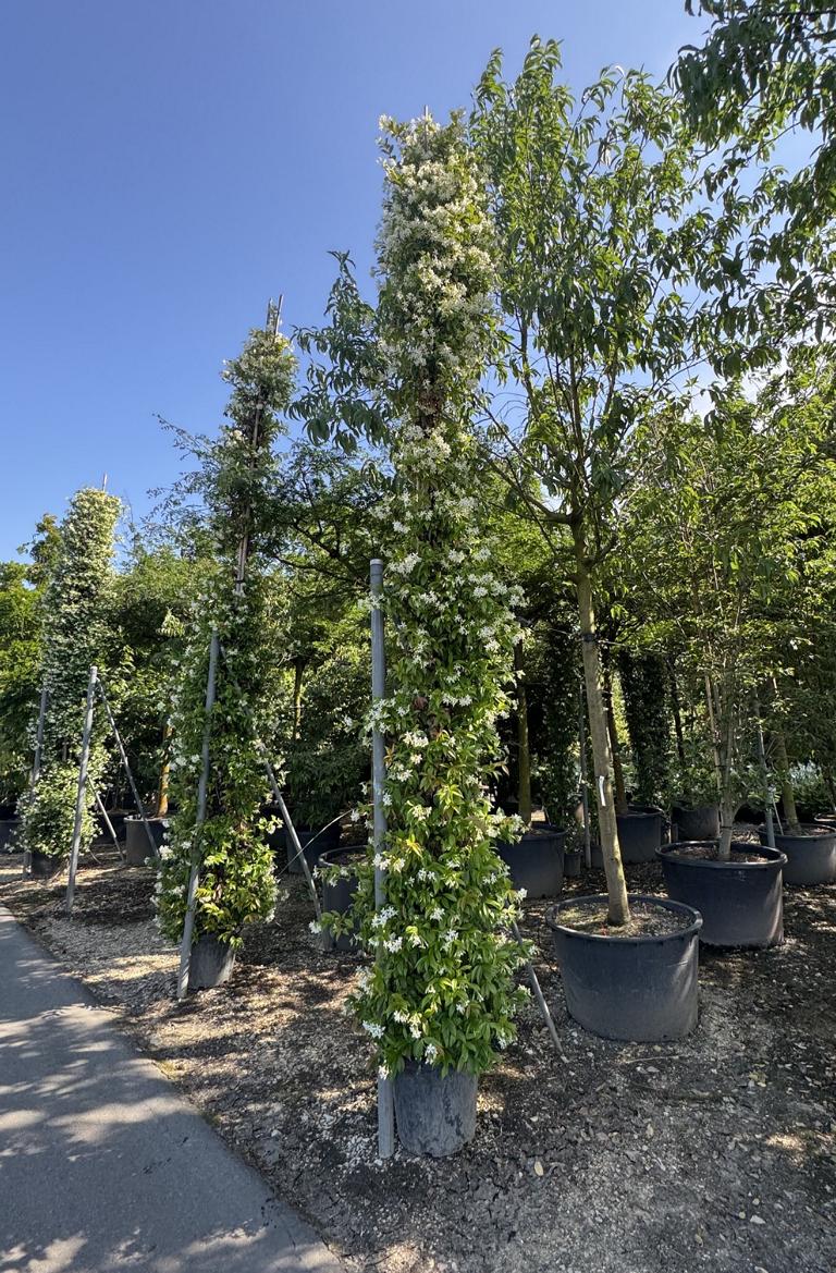 Trachelospermum jasminoides