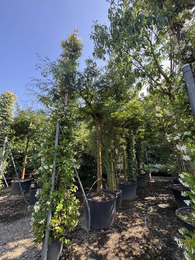 Gleditsia triacanthos inermis Dachform