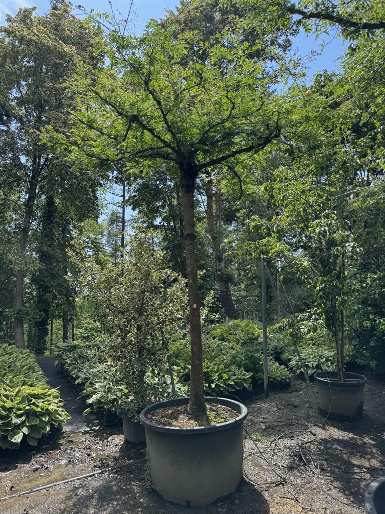 Gleditsia triacanthos inermis Dachform