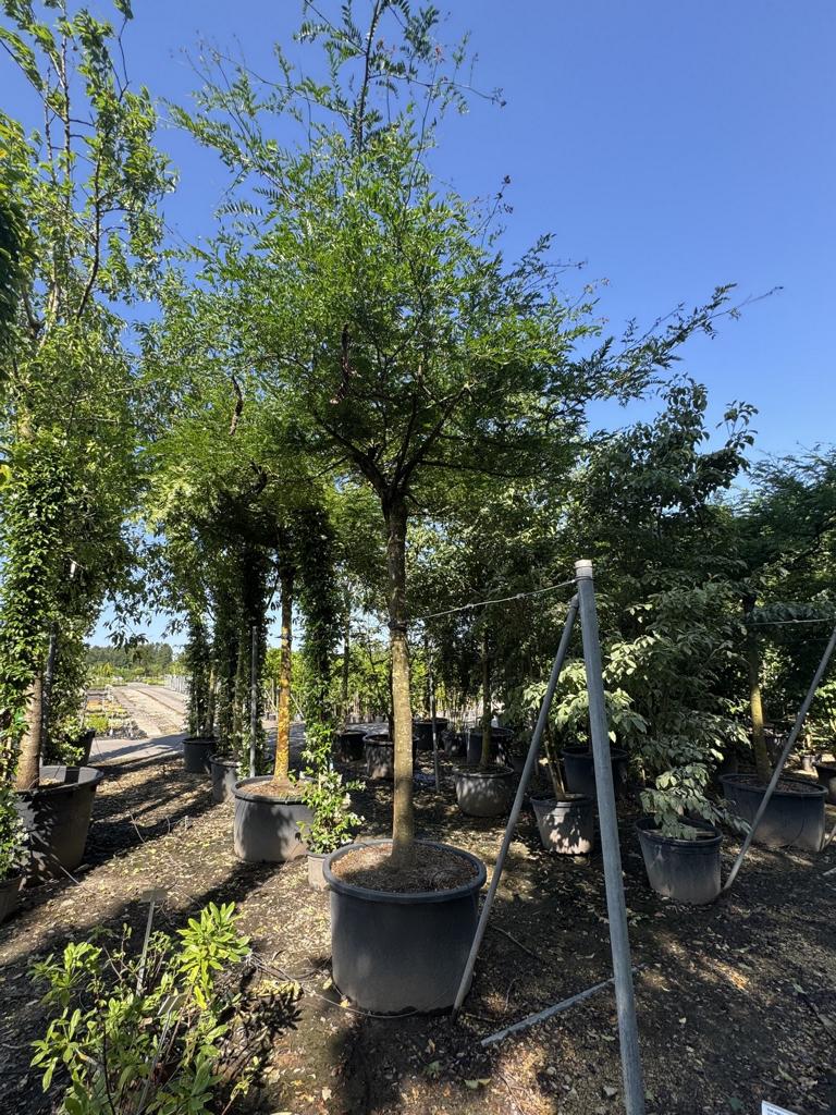 Gleditsia triacanthos inermis Dachform