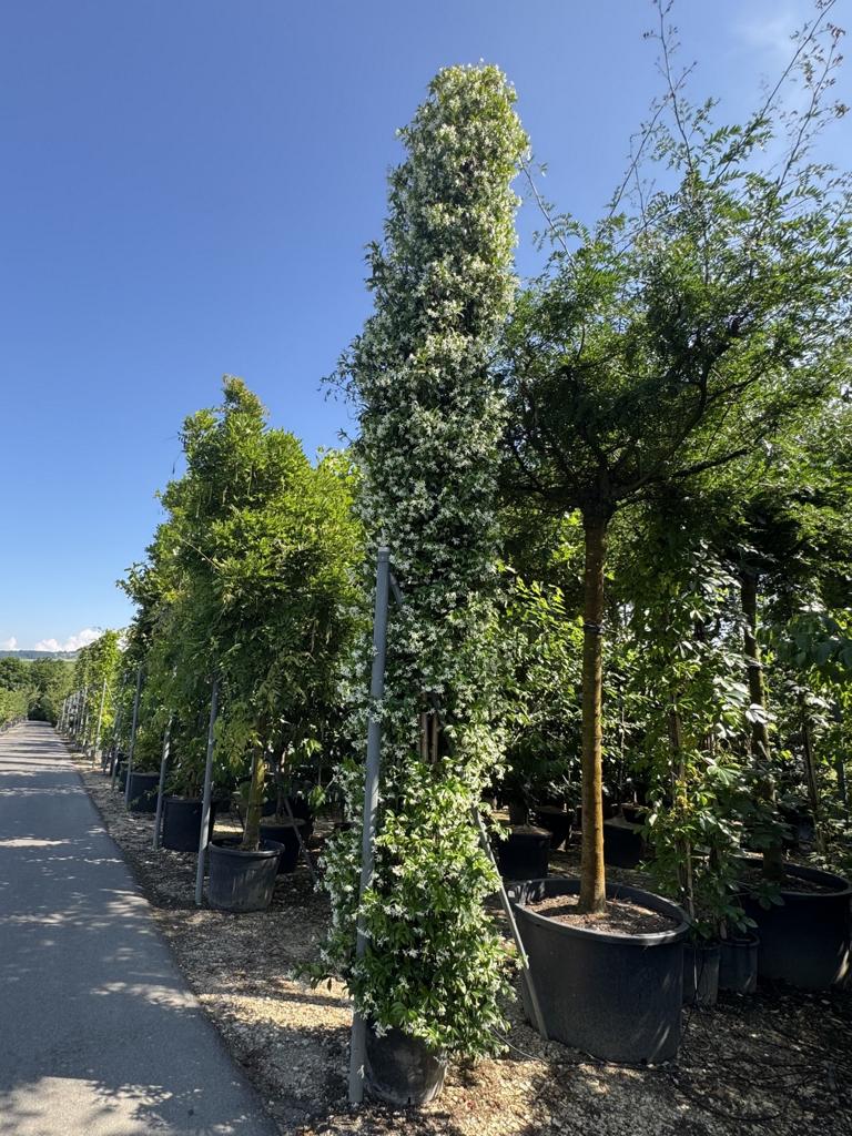 Trachelospermum jasminoides