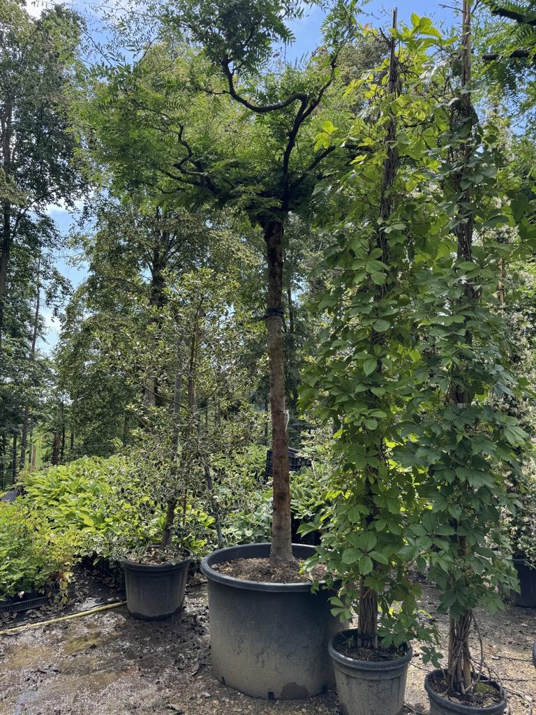 Gleditsia triacanthos inermis Dachform