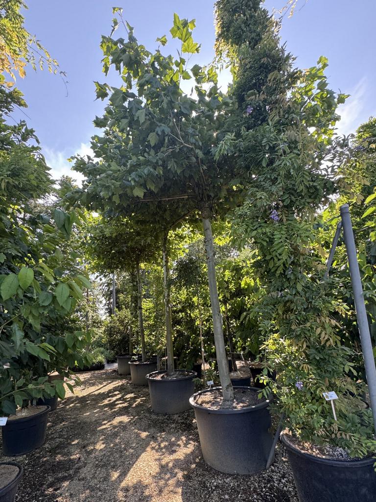 Platanus hispanica (x) dachförmig