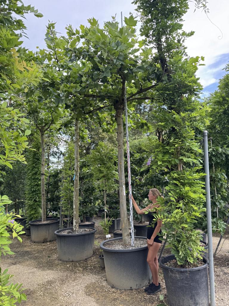 Platanus hispanica (x) dachförmig