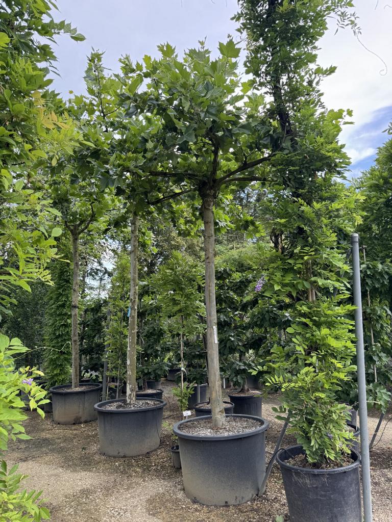 Platanus hispanica (x) dachförmig