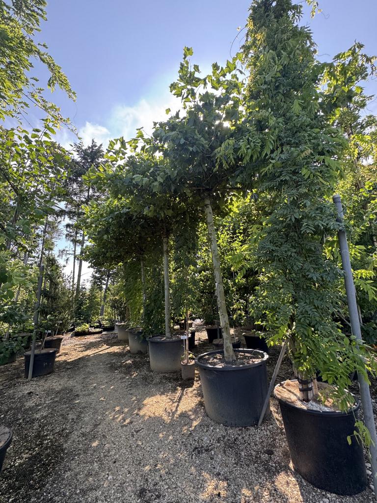 Platanus hispanica (x) dachförmig