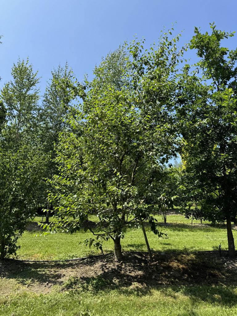 Cornus mas