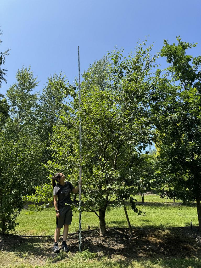 Cornus mas